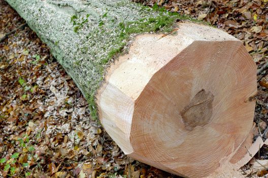 a freshly cut tree