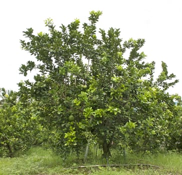 Pomelo fruit tree in the garden green.