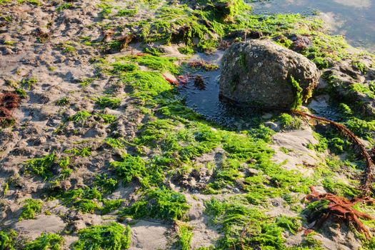 The sea shore by the low tide