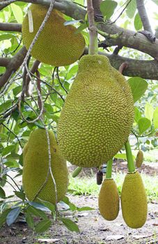 Jackfruit tree Jackfruit hanging fruit sweetened soft green fruit.