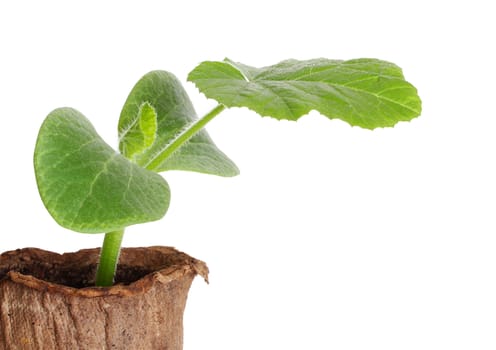 Young fresh seedling in peat pots on a white background 