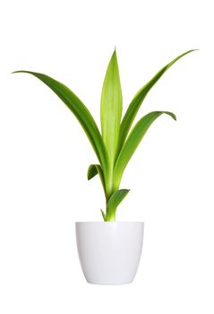 Houseplant - yang sprout of Yucca a potted plant isolated over white 