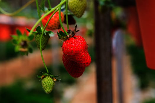 Strawberries in a strawberry farm Cameron Highlands Malaysia
