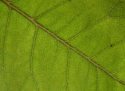 pattern or texture macro green leaf