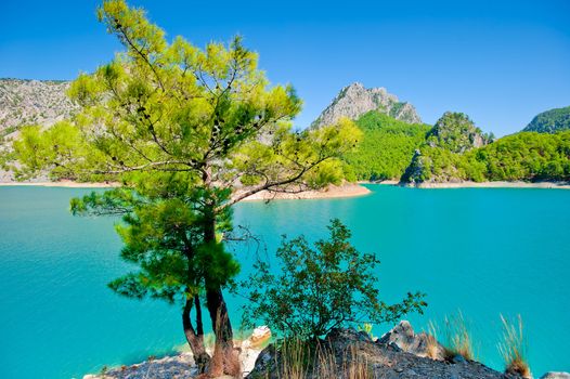 Small green tree against the azure waters of a mountain lake