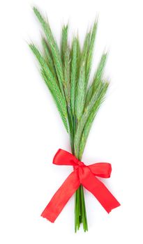 Green rye spikes (Secale cereale), on white background