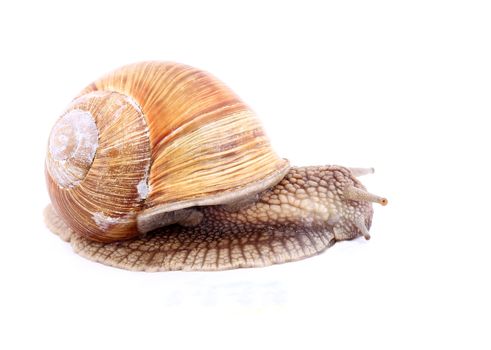 Burgundy snail (Helix  Pomatia) isolated over white