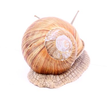 Burgundy snail (Helix  Pomatia) isolated over white