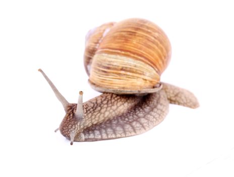 Burgundy snail (Helix  Pomatia) isolated over white