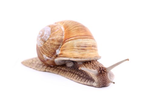 Burgundy snail (Helix  Pomatia) isolated over white