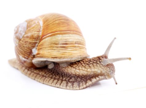 Burgundy snail (Helix  Pomatia) isolated over white