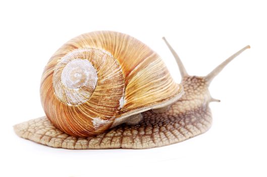 Burgundy snail (Helix  Pomatia) isolated over white