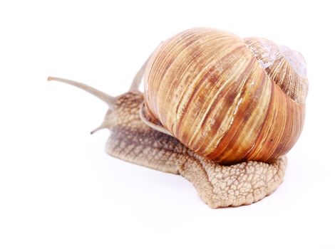 Burgundy snail (Helix  Pomatia) isolated over white