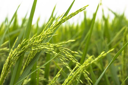 Close up of yellow paddy rice field.