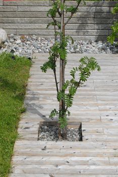 Terrace and tree