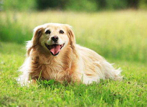 Portrait of a beautiful dog on meadow