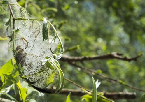 caterpillar in cocoon in the green forest