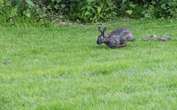 rabbit running on the green grass