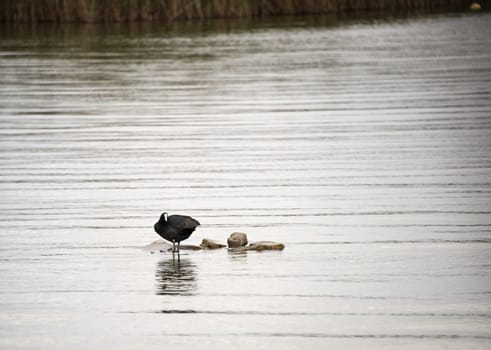 moorhen standing on rocks in the water