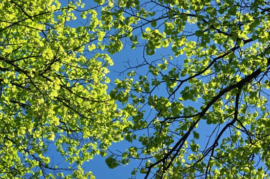Fresh leaves in blue sky