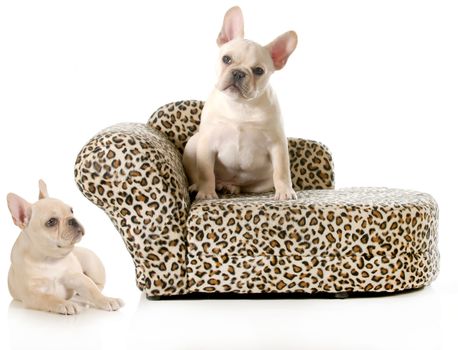 french bulldogs isolated on white background - male and female