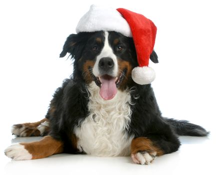 santa dog - bernese mountain dog wearing santa hat on white background