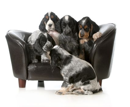 litter of puppies sitting on a couch - english cocker spaniel puppies - 7 weeks old