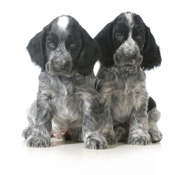 litter of puppies - two english cocker spaniel puppies sitting isolated on white background - 7 weeks old