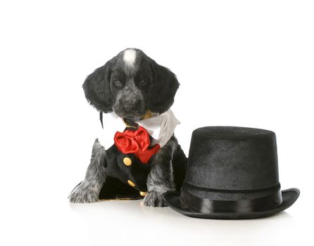 fancy puppy - english cocker spaniel wearing tuxedo sitting beside top hat isolated on white background - 7 weeks old