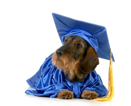 dog graduating from obedience school isolated on white background