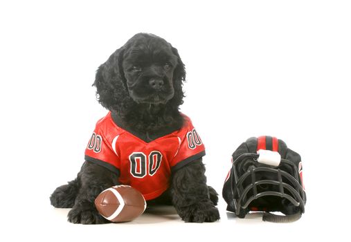 sports hound - american cocker spaniel puppy wearing football uniform isolated on white background