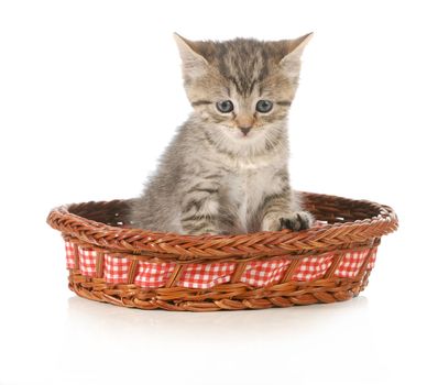 cute kitten sitting in a basket isolated on white background
