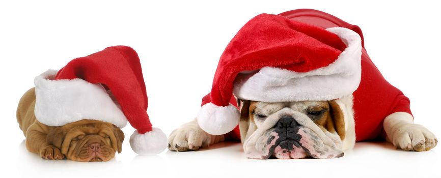 dog santa - two dogs wearing santa hats - english bulldog and dogue de bordeaux puppy