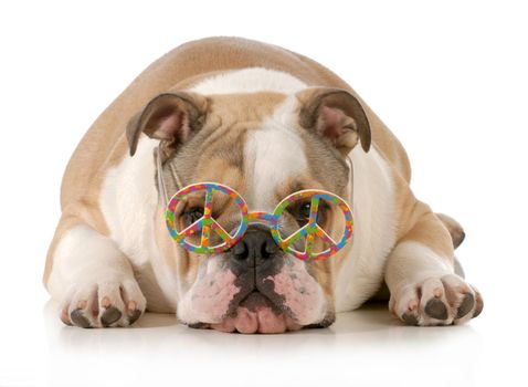 happy dog - english bulldog wearing peace sign glasses laying down isolated on white background 