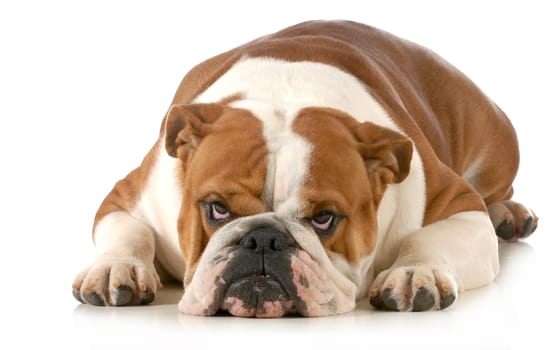 mad dog - english bulldog laying down with sour expression isolated on white background 