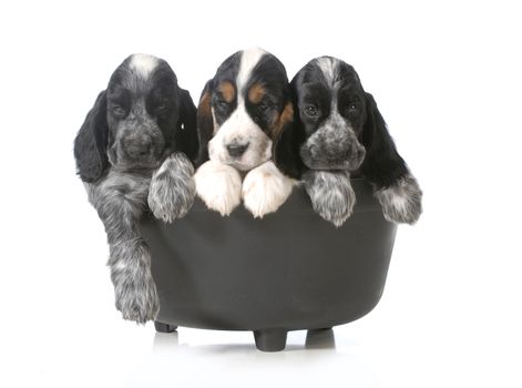 litter of puppies - three english cocker spaniel puppies in a black kettle isolated on white background - 7 weeks old