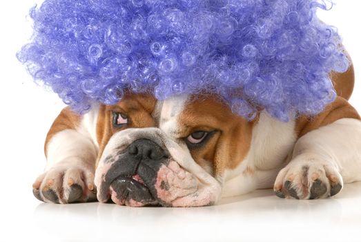 dog clown - english bulldog dressed up like a clown with silly expression isolated on white background