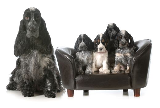 mother dog and puppies - english cocker spaniel litter - seven weeks old