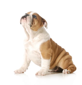 cute puppy - english bulldog puppy looking up isolated on white background - 12 weeks old