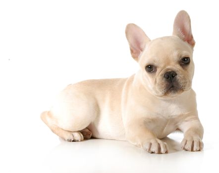 french bulldog puppy laying down looking at viewer isolated on white background - 13 weeks old