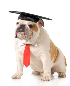 pet graduation - english bulldog wearing graduation cap and red tie sitting on white background - one year old