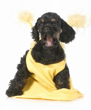 cute female puppy - american cocker spaniel puppy with silly expression on white background - 8 weeks old