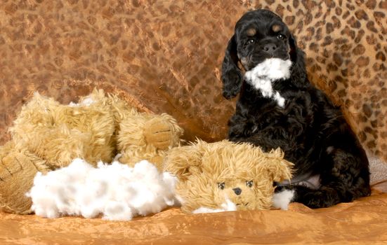 naughty puppy - american cocker spaniel puppy ripping apart stuffed animal - 7 weeks old