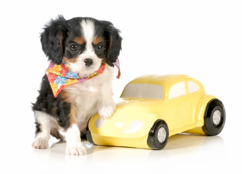 travelling with puppy - cavalier king charles puppy sitting beside toy car - puppy 7 weeks old