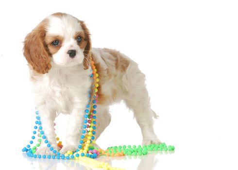 cute puppy playing with colorful beads isolated on white background - cavalier king charles spaniel - 7 weeks old