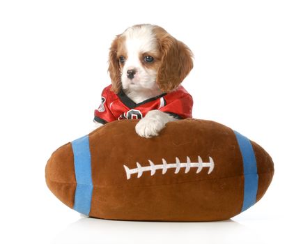 sports hound - cute cavalier king charles spaniel puppy dressed up like a football player with stuffed toy football - 7 weeks old
