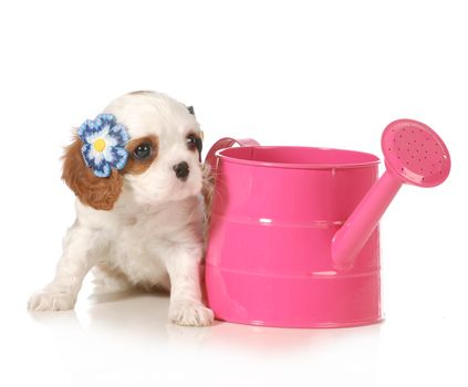 cute puppy - female cavalier king charles puppy sitting beside a pink watering can isolated on white background - 7 weeks old