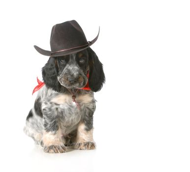 country dog - english cocker spaniel puppy wearing western hat isolated on white background - 7 weeks old