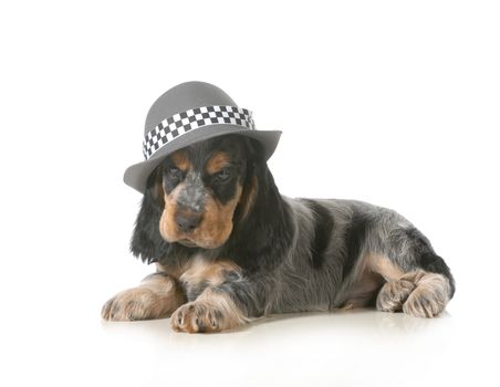 cute puppy - english cocker spaniel puppy wearing hat isolated on white background - 7 weeks old