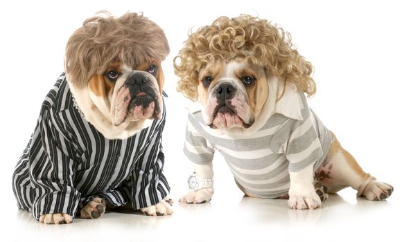 humanized dogs - two english bulldogs wearing wigs and dressed in clothing isolated on white background